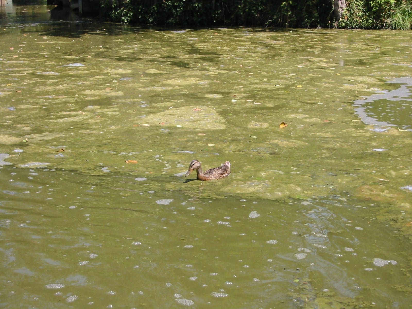 Blue Heron Canal Algae