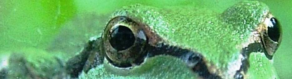 LIFE IN THE WATERSHED