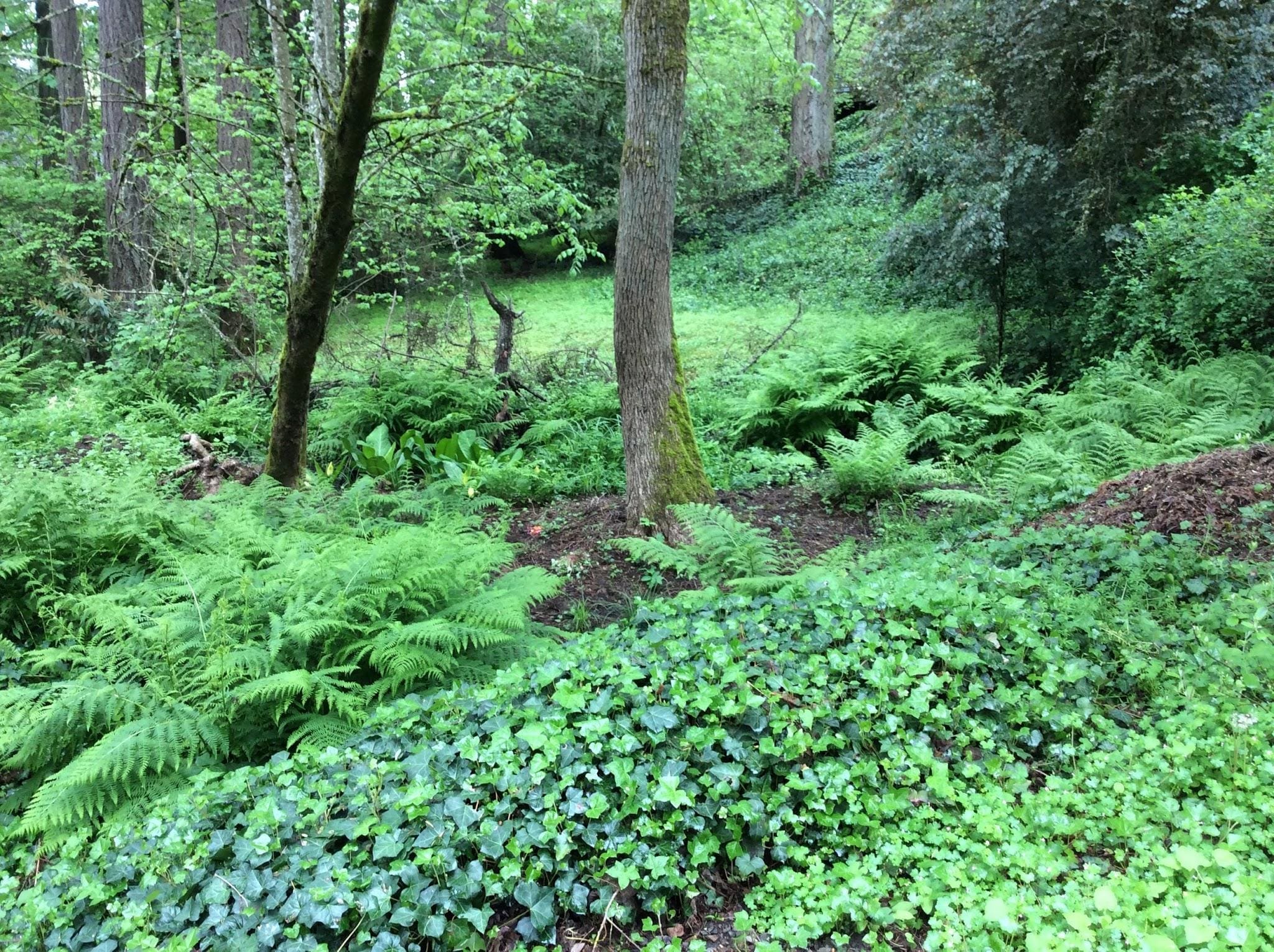 OLWC Work Party Oct 28: NO IVY DAY!