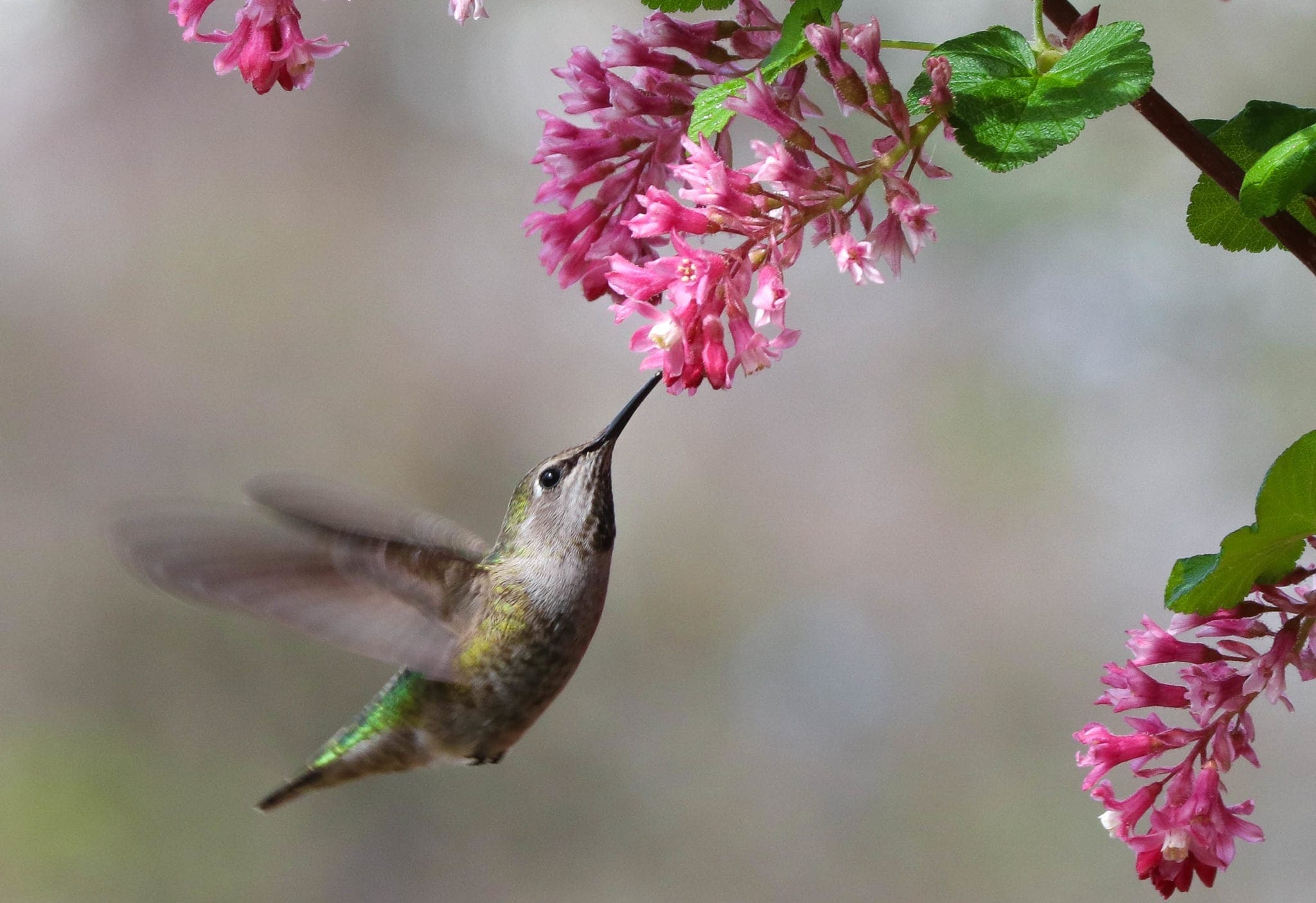 Ah, Springtime in the Lake Oswego Watershed!