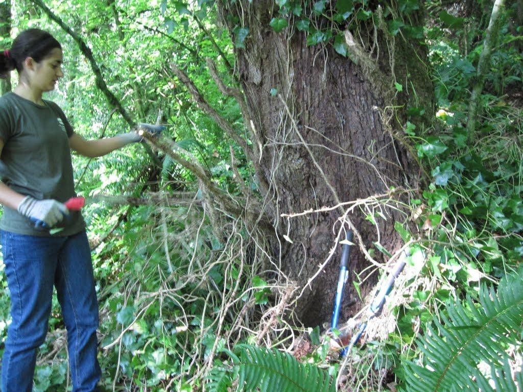 Volunteer removing ivy from a tree
