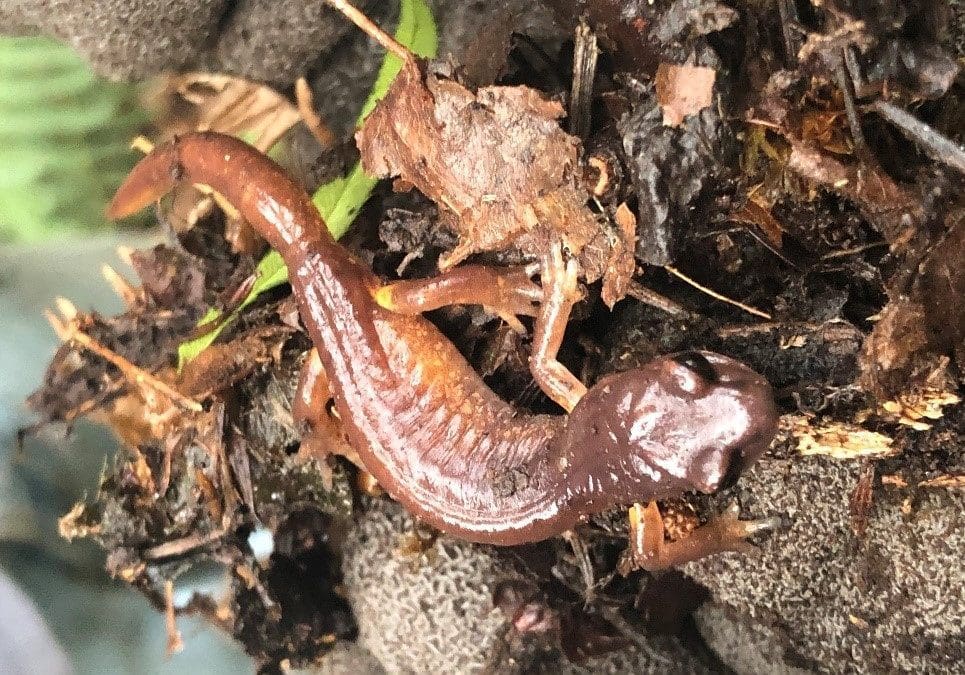 Village On The Lake HOA – Lily Bay