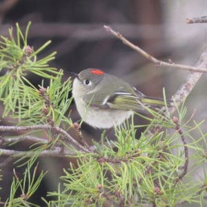 Ruby-crowned Kinglet on a branch.