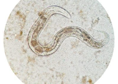 Getting to Know a Soil Creature – The Nematode