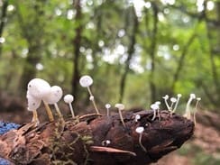 mushrooms