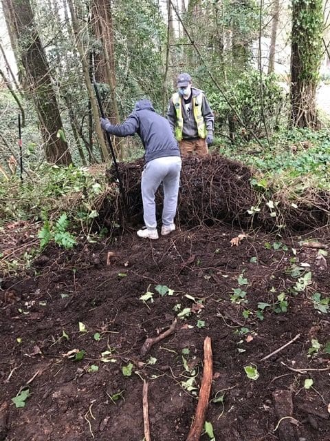 Manual removal of English Ivy
