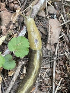 slug