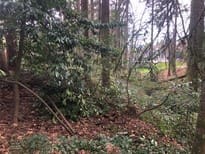 Dec 2020, before laurel removal