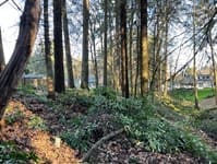 Dec 2021, after laurel removal