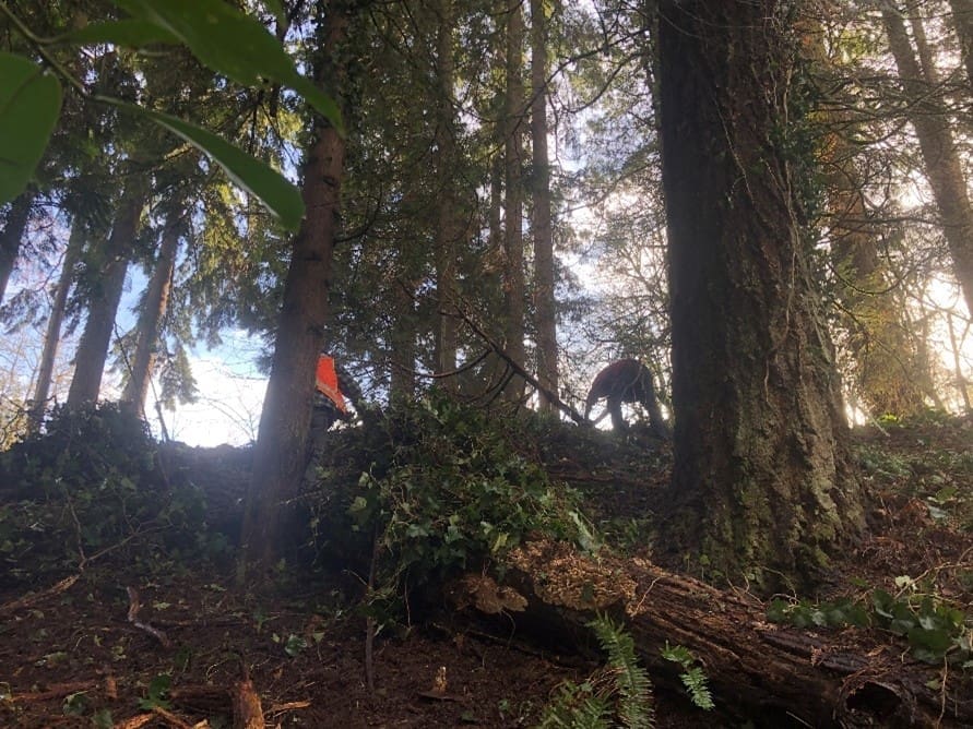 Manual removal of English Ivy