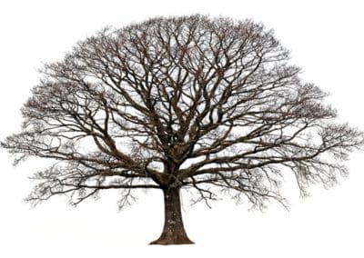 Oregon White Oak Engagement