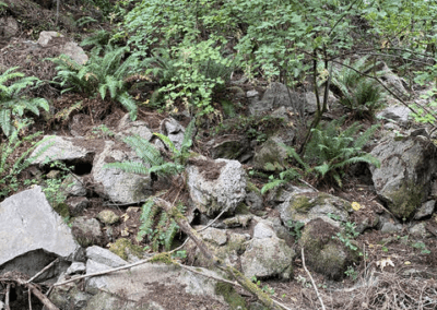 A Brief Geologic Journey Back in Time in Lake Oswego