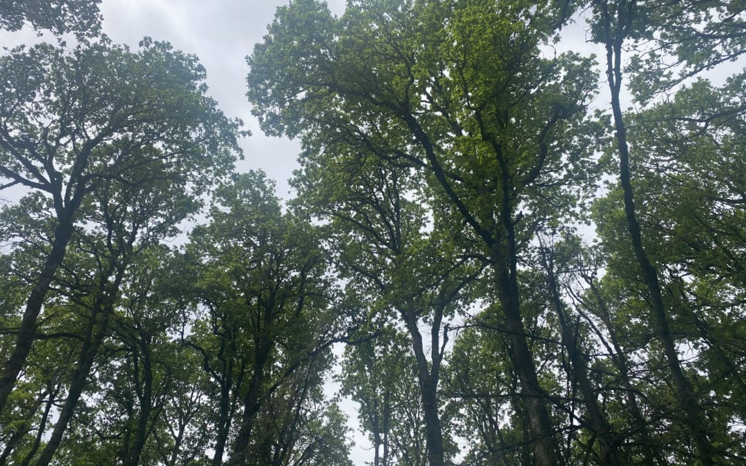Under the Canopy: Science Talks for a Shared Future
