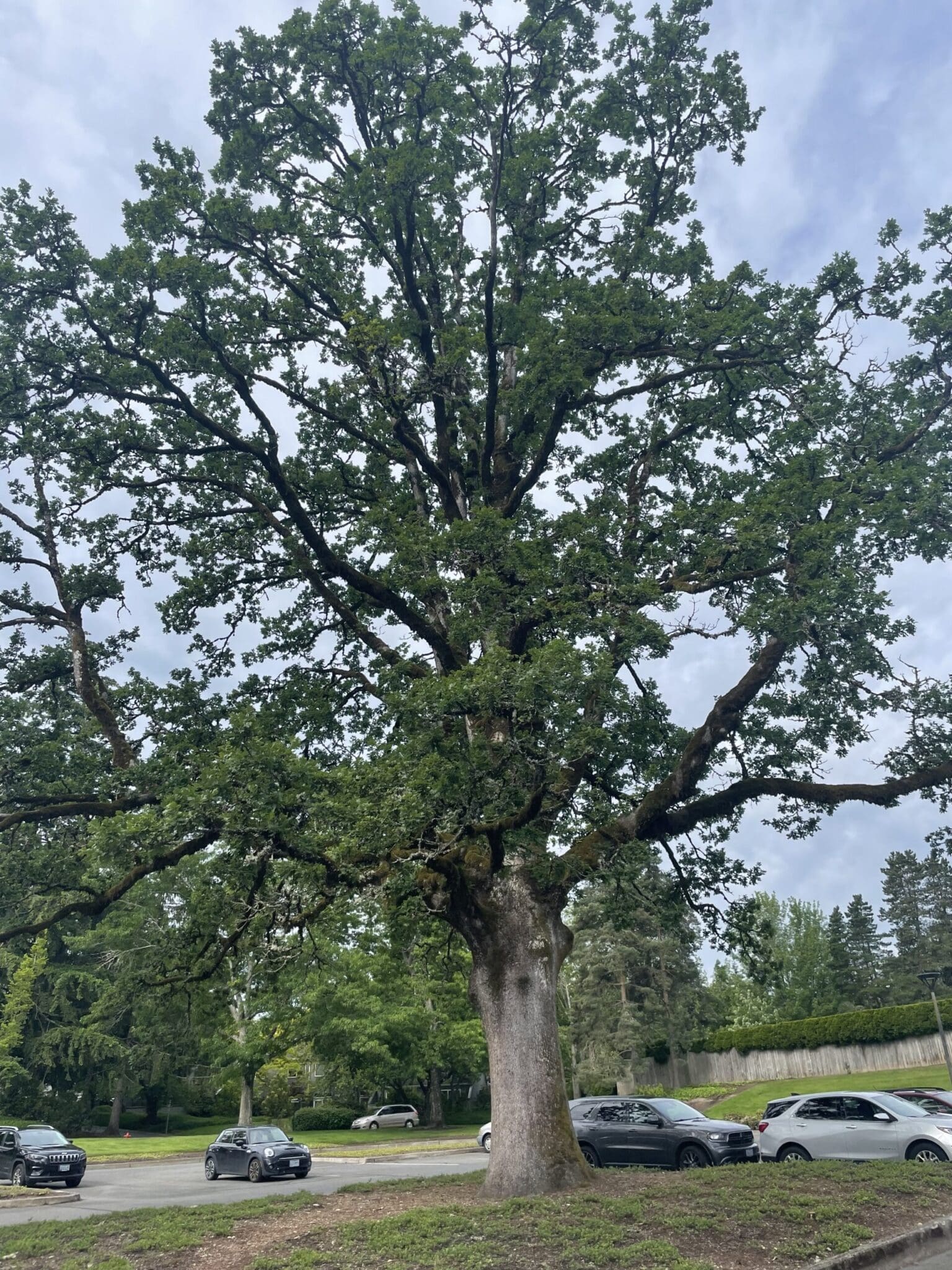 White Oak in Lake Oswego