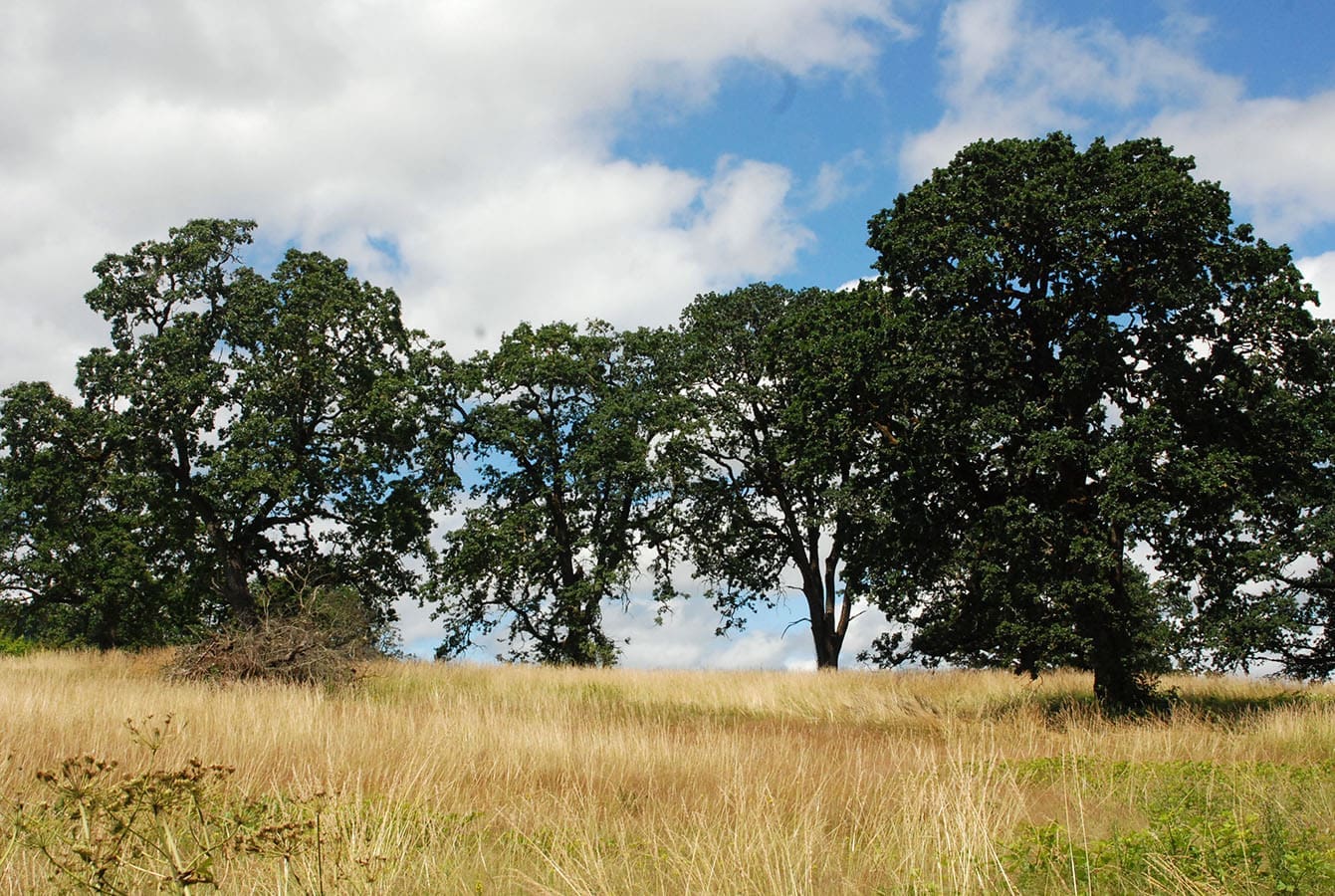 Oregon White Oak Savanna