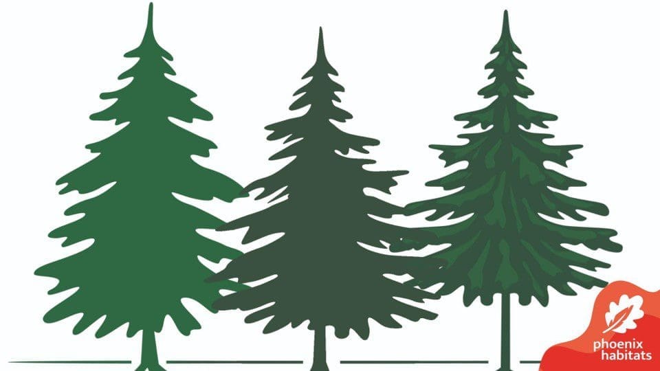 CLICK to open the slides on the importance of tree root systems