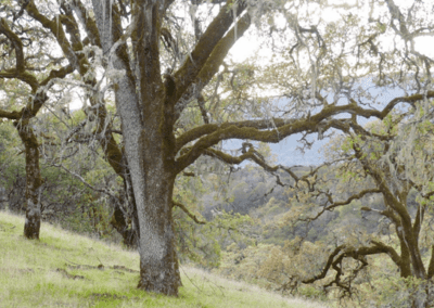 Oregon White Oak Engagement