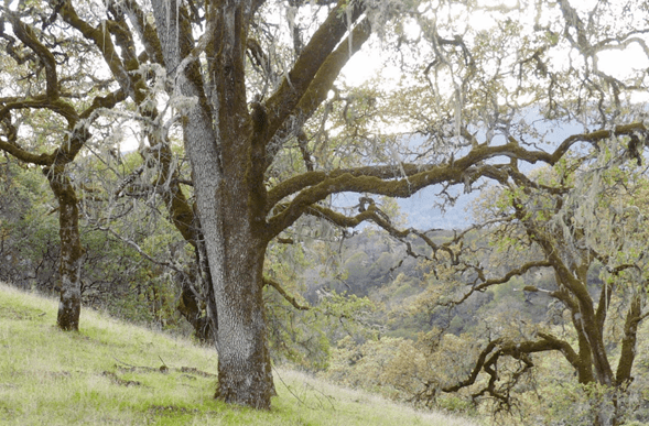 Oregon White Oak Engagement