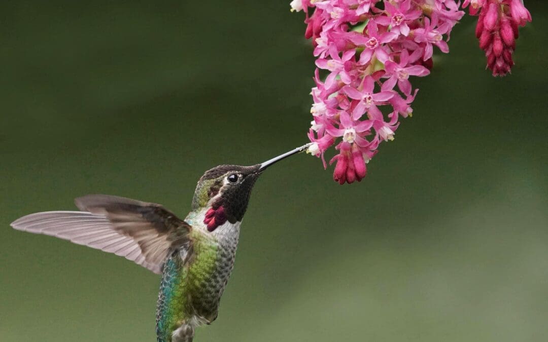 Thinking Beyond Lawn Towards Living Landscapes