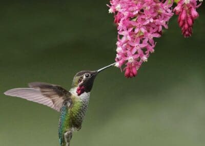 Thinking Beyond Lawn Towards Living Landscapes