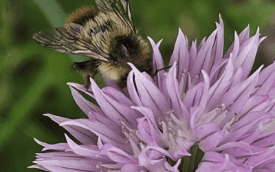 Pollinator Partners Assemble!