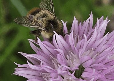 Pollinator Partners Assemble!