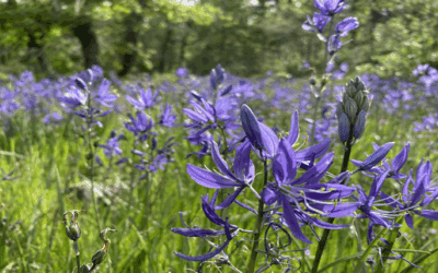 Seed Libraries: The Contents are Growing