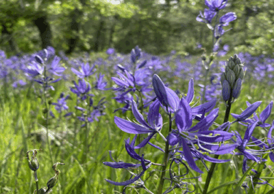 Seed Libraries: The Contents are Growing