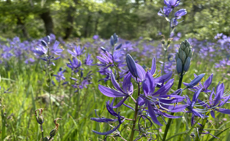 Seed Libraries: The Contents are Growing