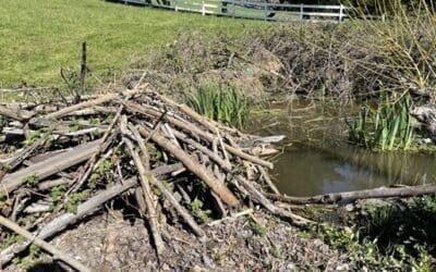 Beavers: Nature’s Engineers at Work