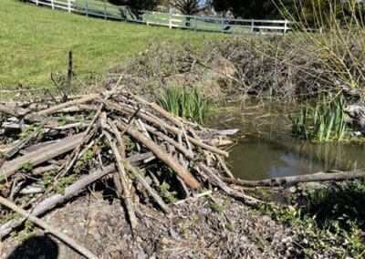 Beavers: Nature’s Engineers at Work