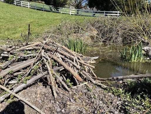 Beavers: Nature’s Engineers at Work