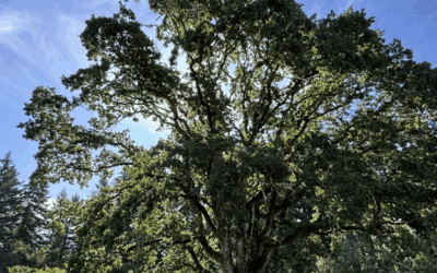 An Ode to Our Oaks