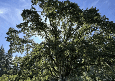 An Ode to Our Oaks