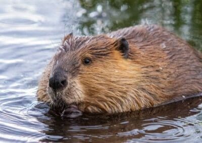 Pecan Creek Beaver Habitat Restoration & Education Project