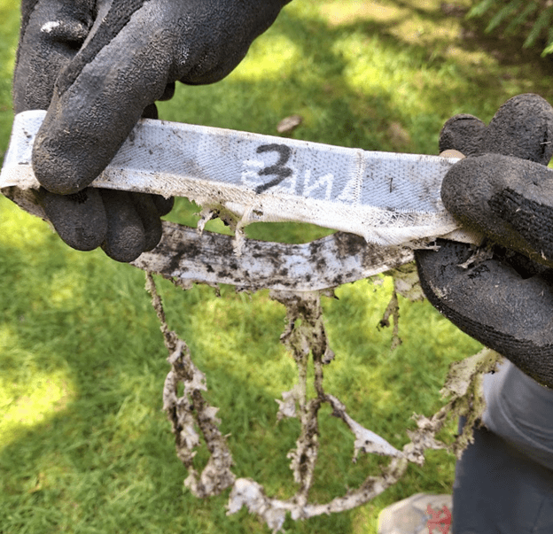 Step 3: Dig them up and see what's left!