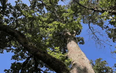 The Niche of Urban Habitat