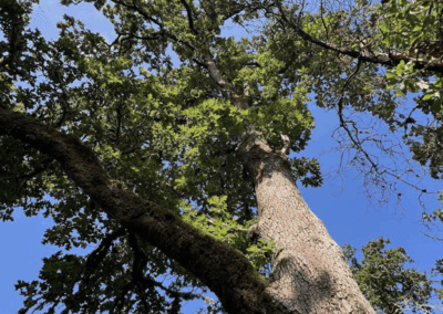 The Niche of Urban Habitat
