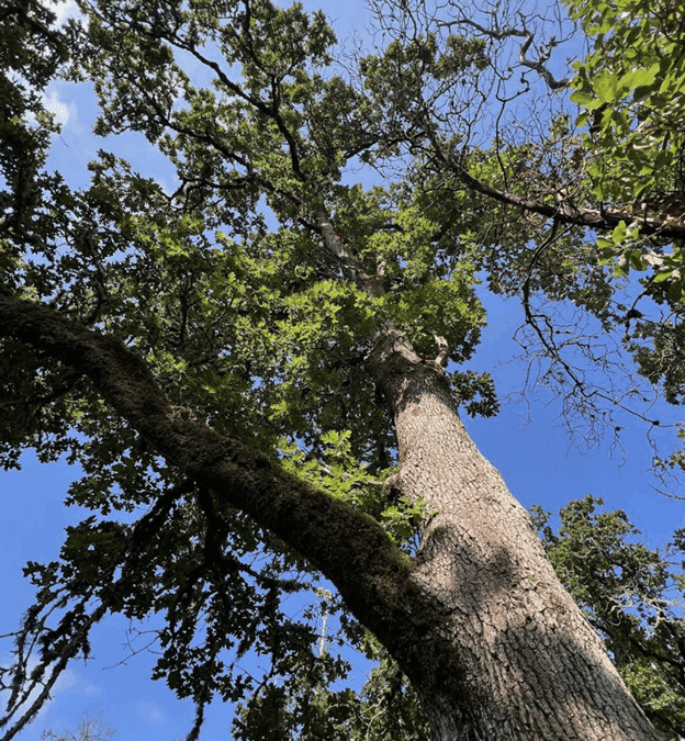 The Niche of Urban Habitat