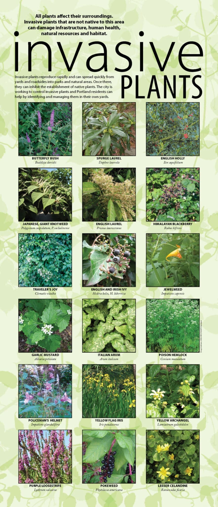 Invasive Plants Poster page 2