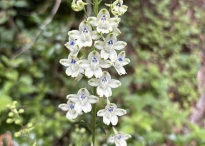 Spotlight on White Rock Larkspur: Delphinium leucophaeum