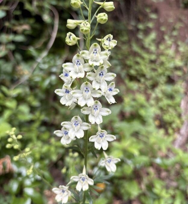 Spotlight on White Rock Larkspur: Delphinium leucophaeum