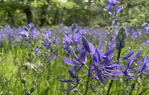 CAMAS LILIES