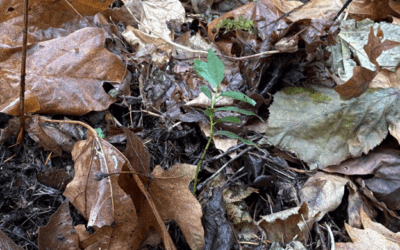 Village on the Lake – Lily Bay Restoration Project