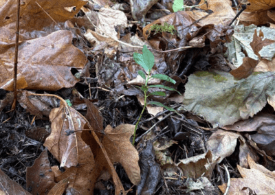 Village on the Lake – Lily Bay Restoration Project