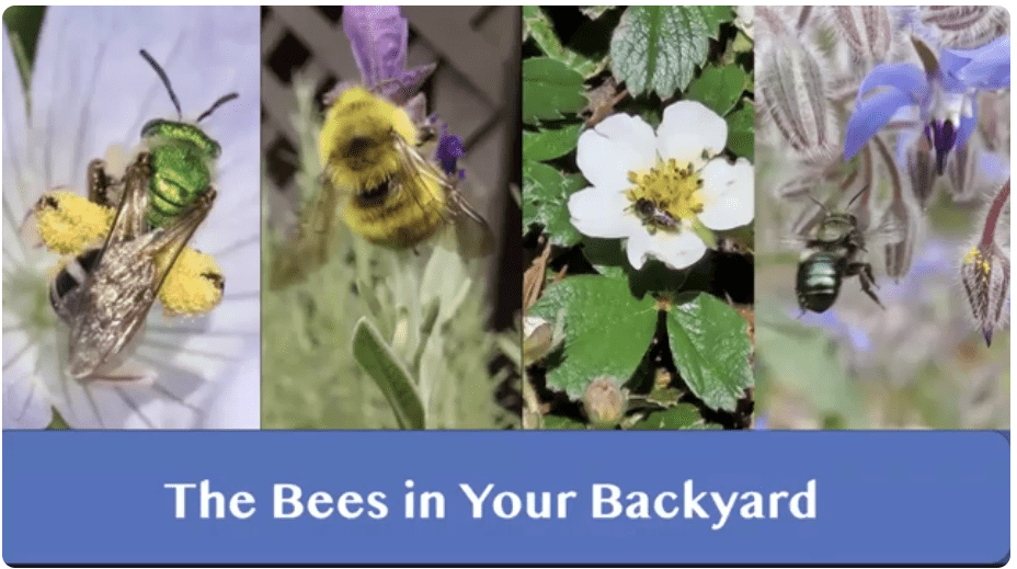The Bees in Your Backyard