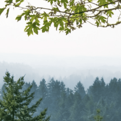 Forest Habitat & Ecology