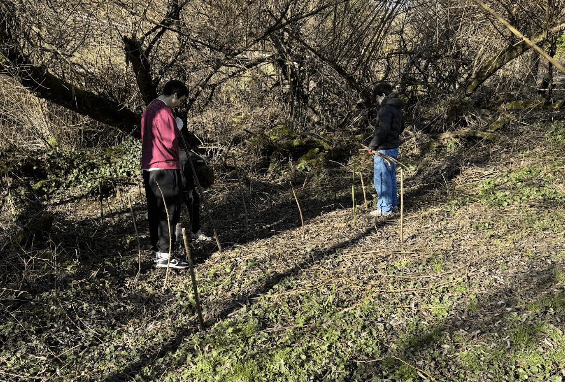 Lakeridge High School students support habitat restoration by removing planting willow stakes at Pecan Creek.