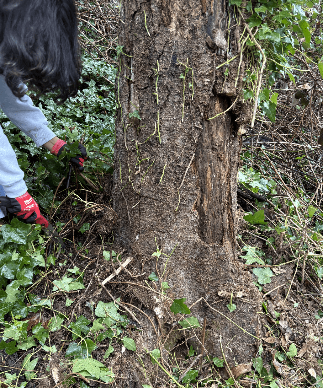 Lake Oswego High School student taking part in campus habitat restoration by removing invasive ivy.
