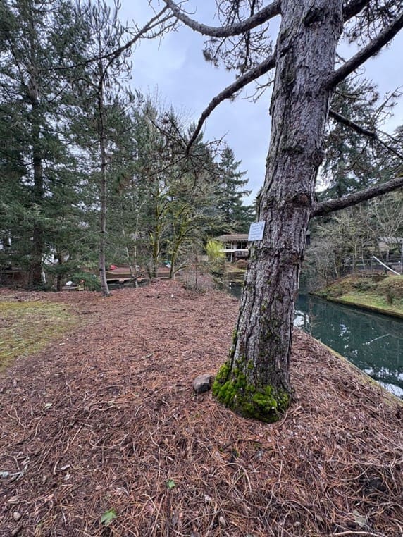 After ivy removal on the island